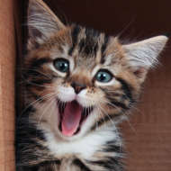 vanguardhellas@gmail.com